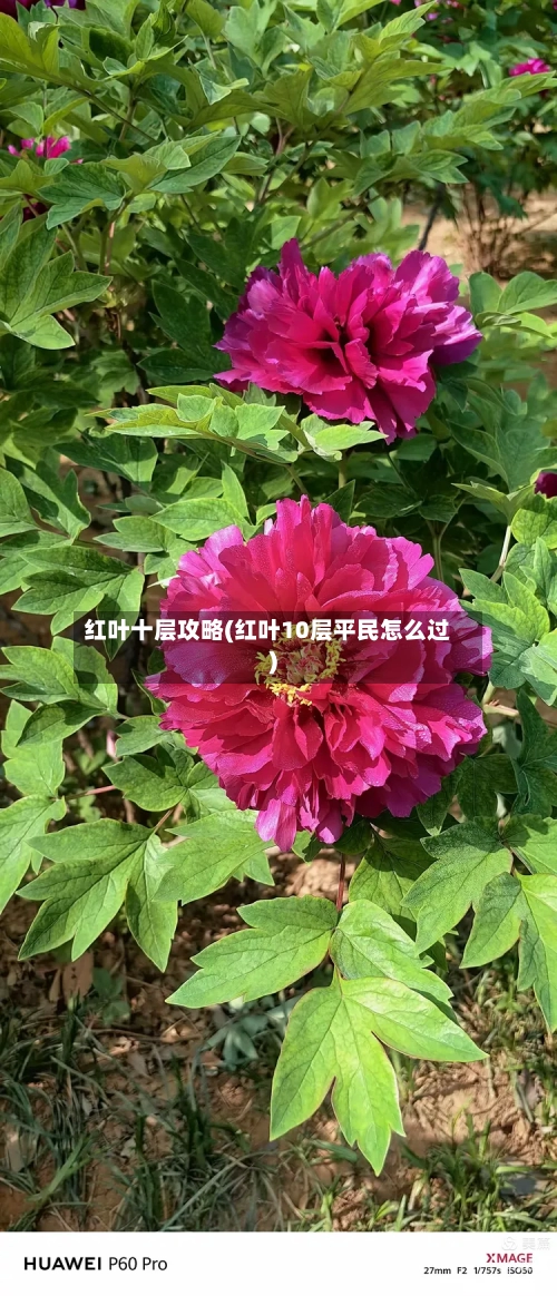 红叶十层攻略(红叶10层平民怎么过)